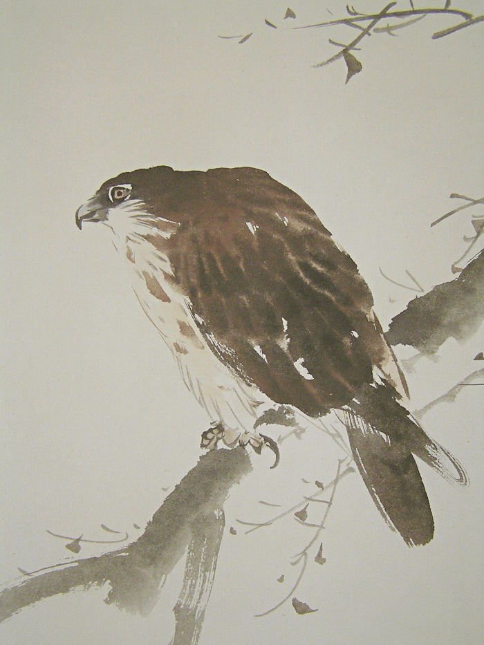 Hawk on a Branch