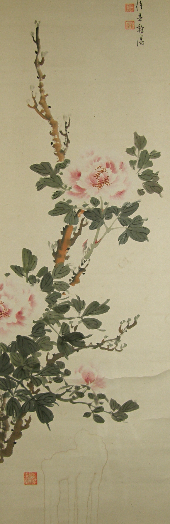 Botan (Japanese Peony Tree)