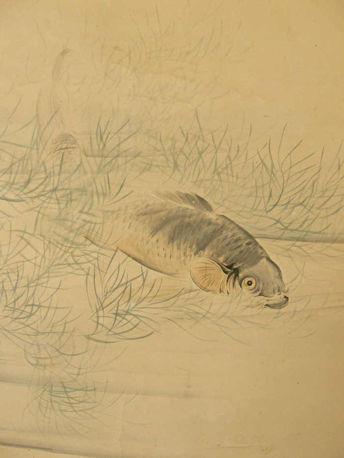Swimming Koi Fish