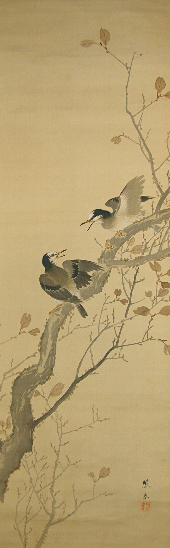 Blue Colored Kakesu Birds