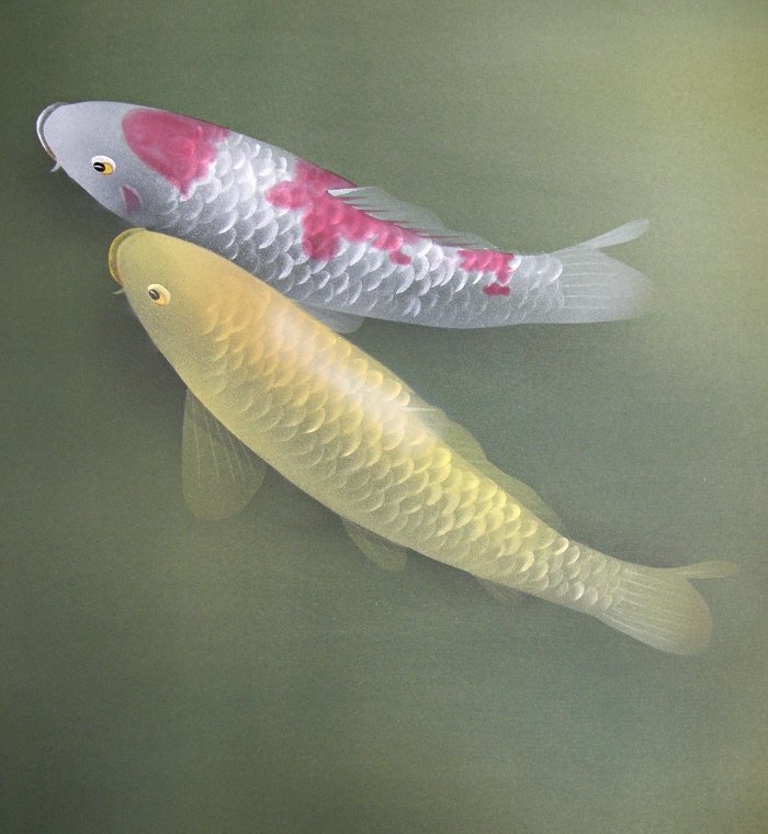 Japanese Carp Fish
