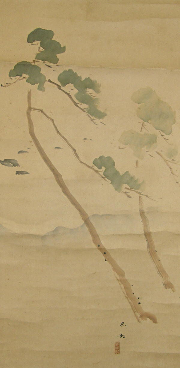 Matsu Tree (Japanese Pine)