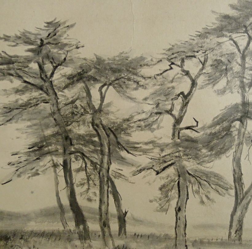 Matsu Japanese Pine Trees