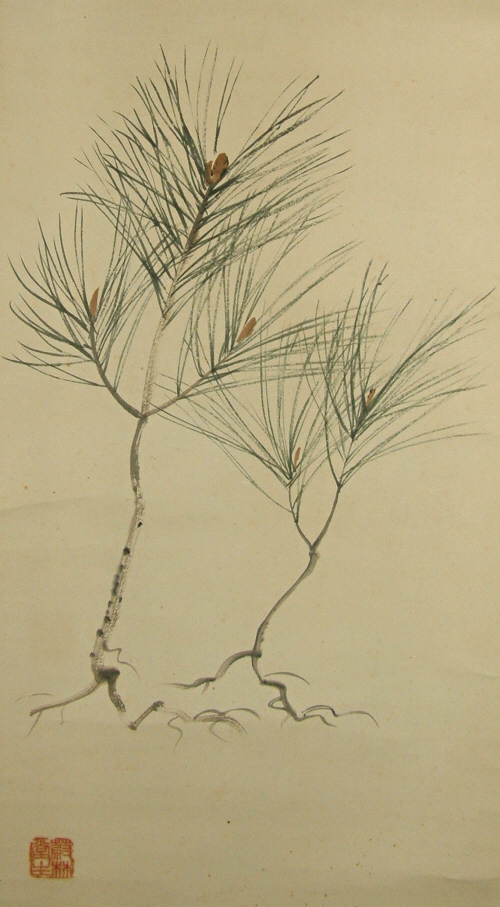 Young Matsu Tree (Japanese Pine Tree)