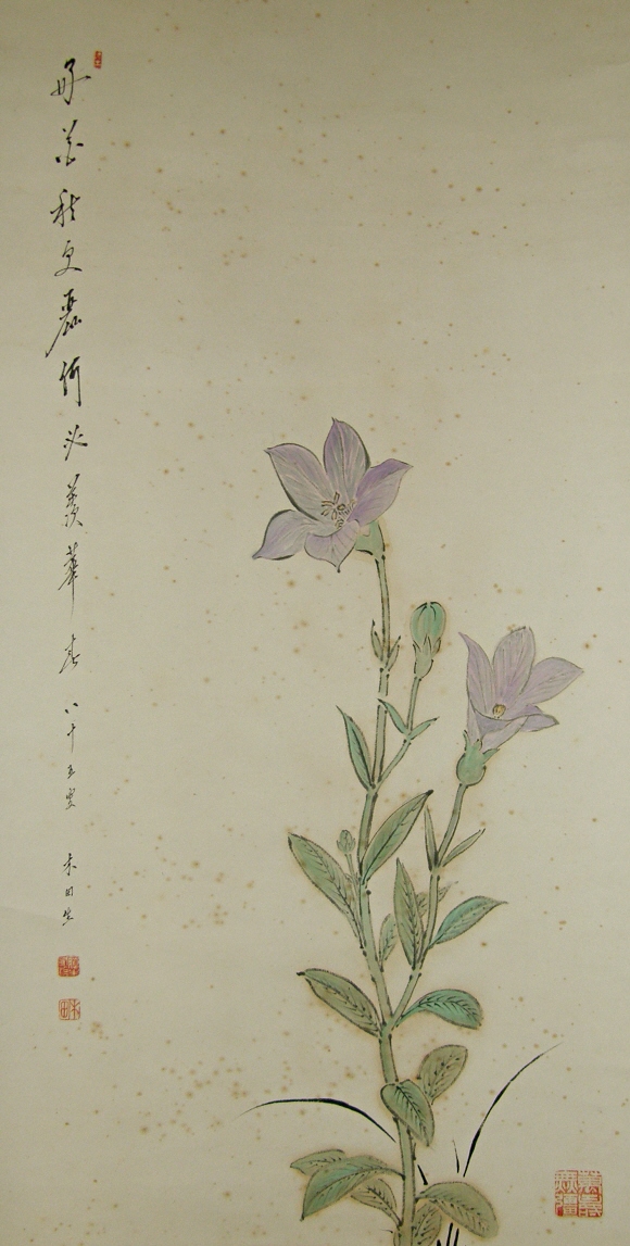 Japanese Bell-Flower