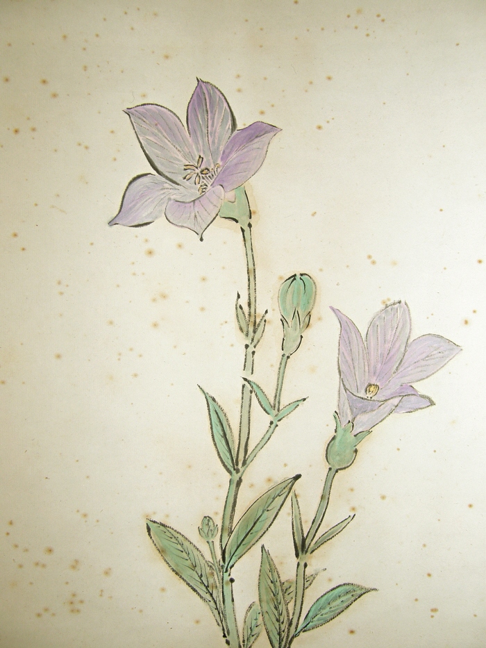 Kikyo Flowers (Bell-Flower)