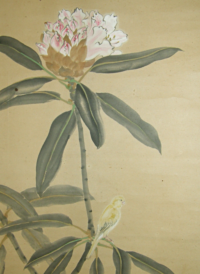 Paeoniae Radix (Japanese Peony)