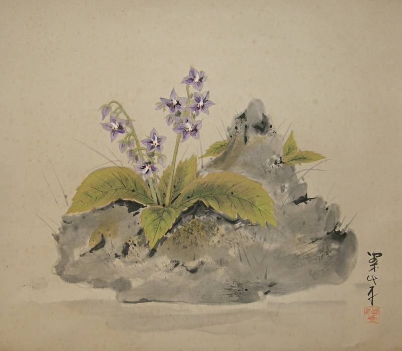 Kikyo (Japanese Bell-flower)