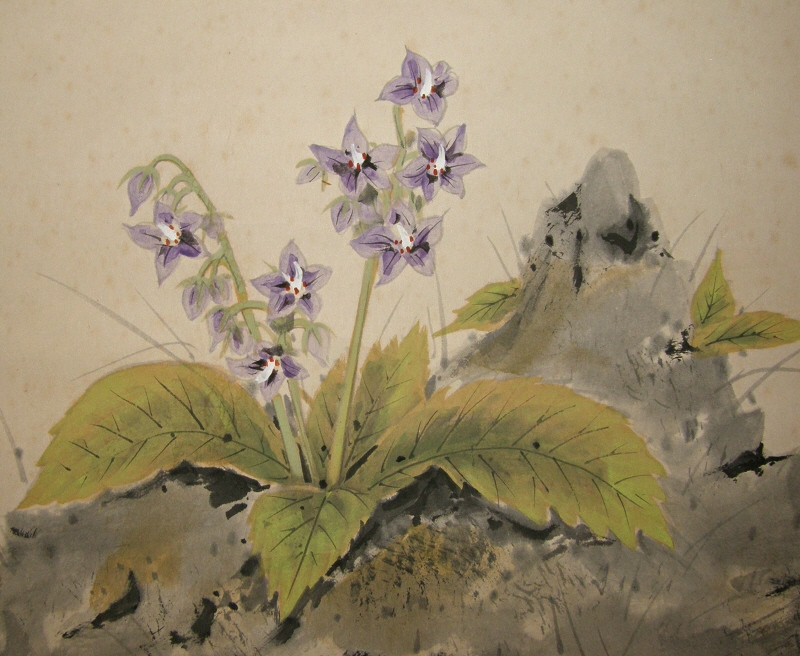 Japanese balloon-flower