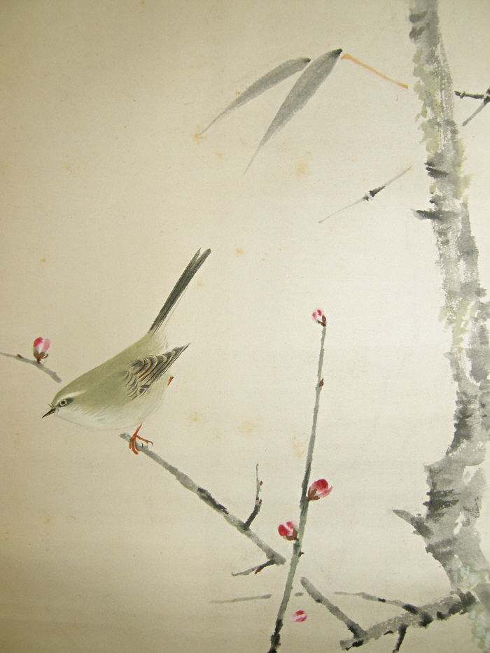 Uguisu Bird (Japanese Warbler)