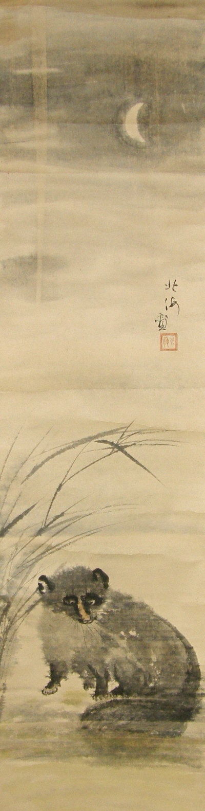 Silver grass and Raccoon Dog