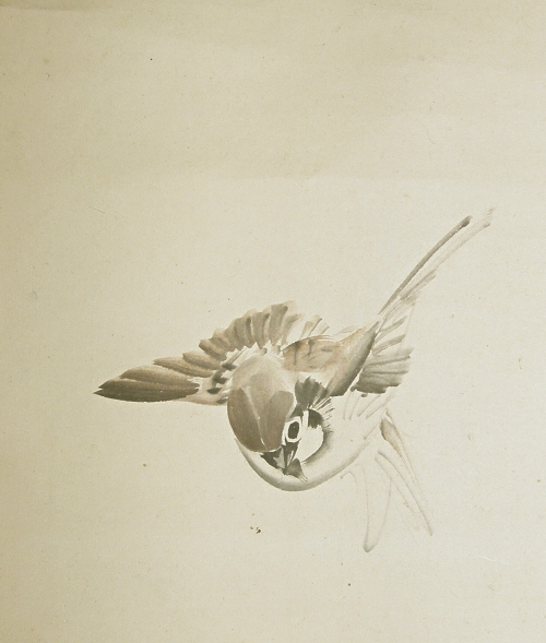 Flying Sparrow