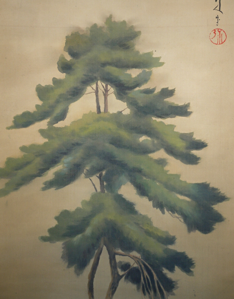 Matsu Tree (Japanese Pine)