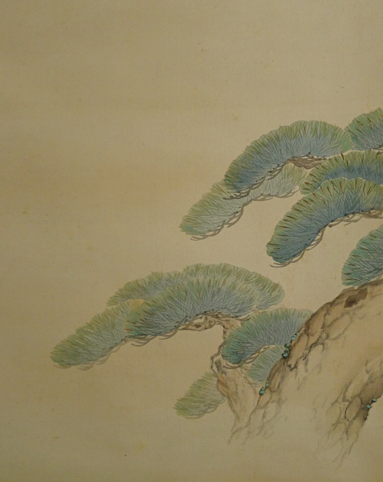Matsu Japanese Pine Tree