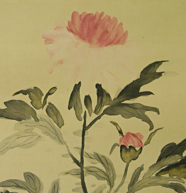 Peony Flowers