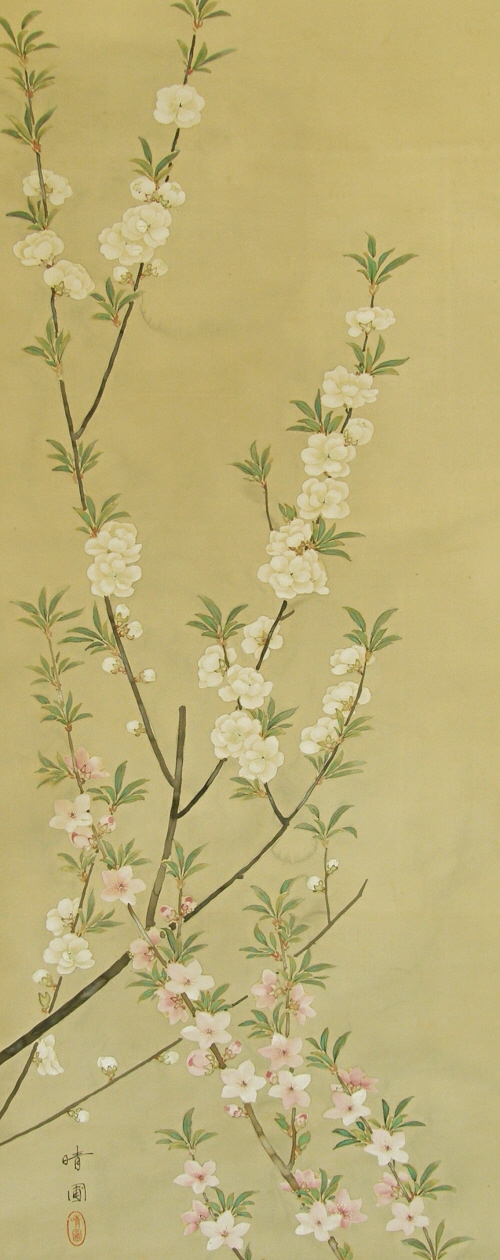 Japanese Apricot Flowers (Ume)