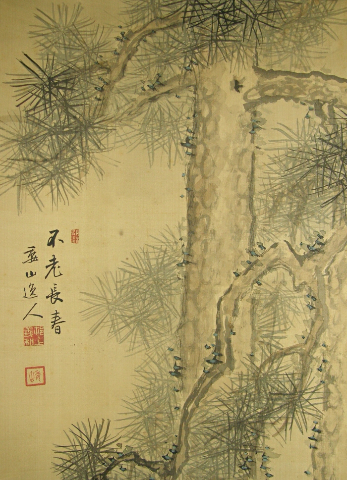 Matsu Tree (Japanese Pine)