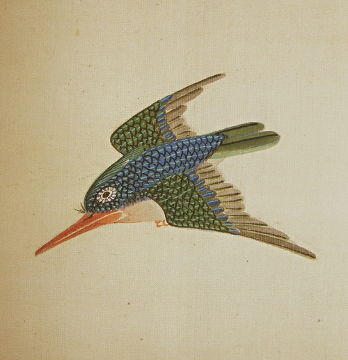 Kawasemi Bird (Kingfisher)