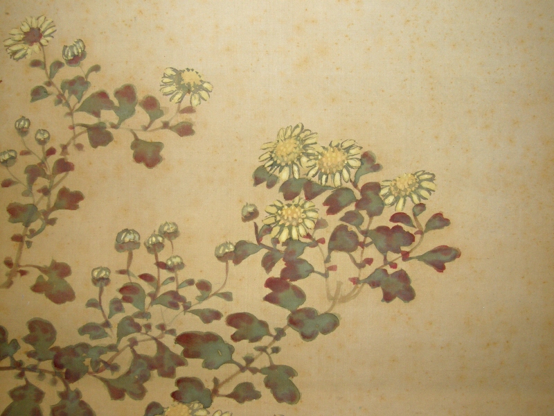 Kiku Flowers (Japanese chrysanthemum)