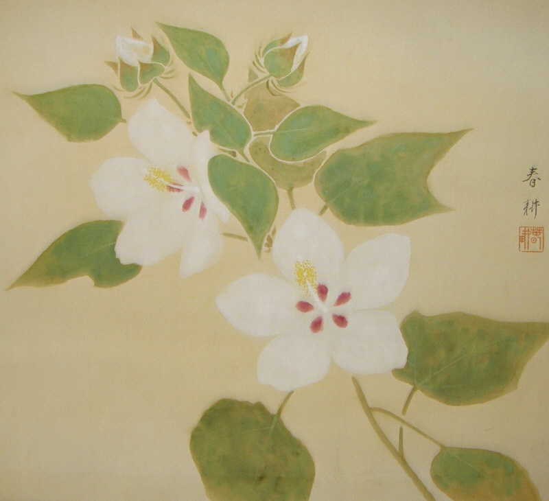 Fuyo, Confederate Rose