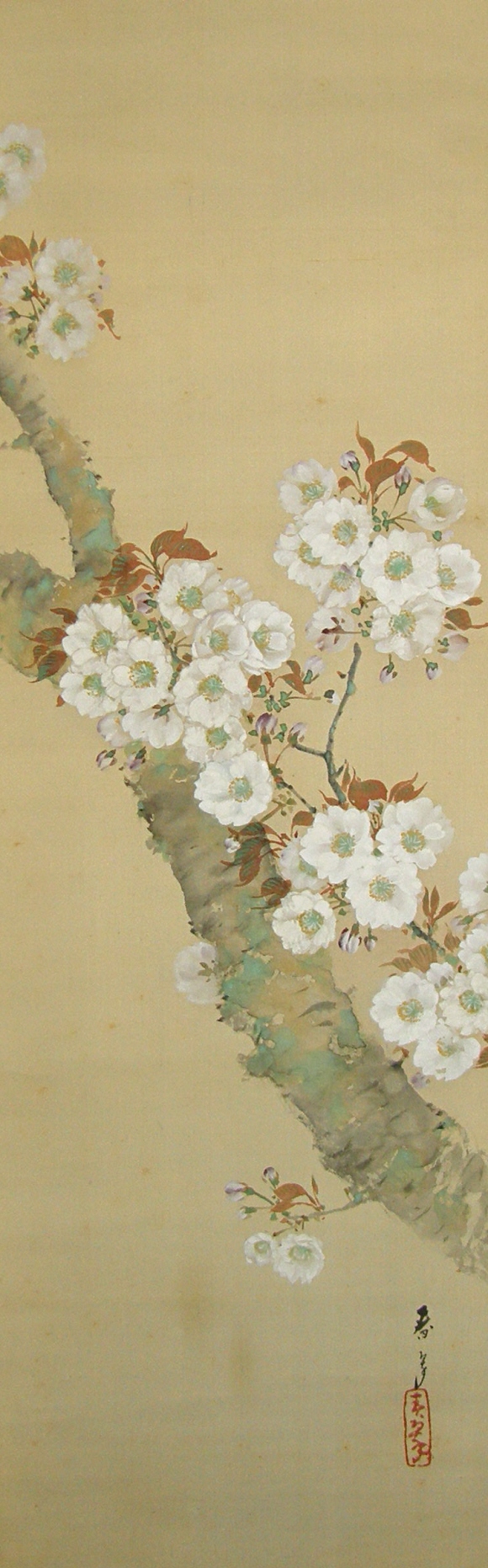 Yaezakura (Japanese Cherry) Flowers