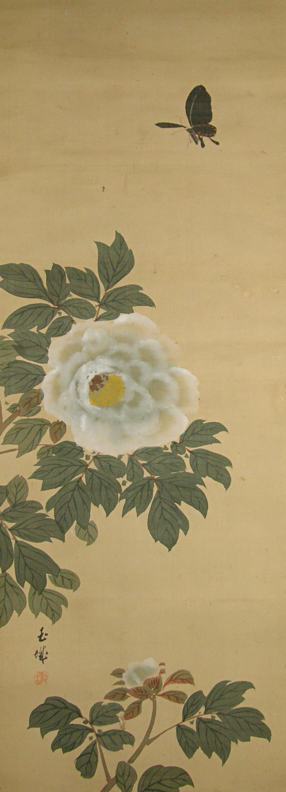 White Botan Flowers & Leaves, Butterfly