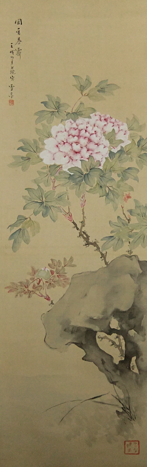 Botan Peony Flowers in the Early Spring
