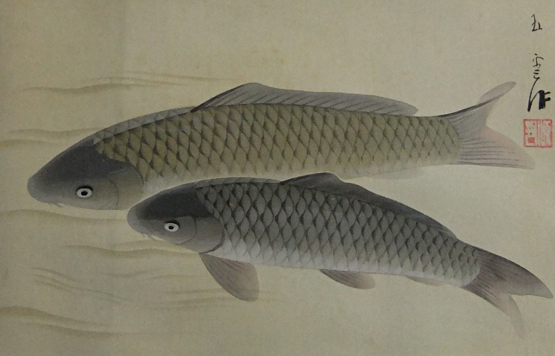 Japanese Carp Family