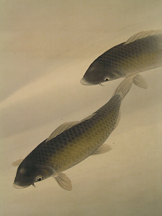 Swimming Carp