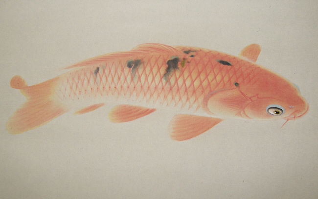 Koi Fish