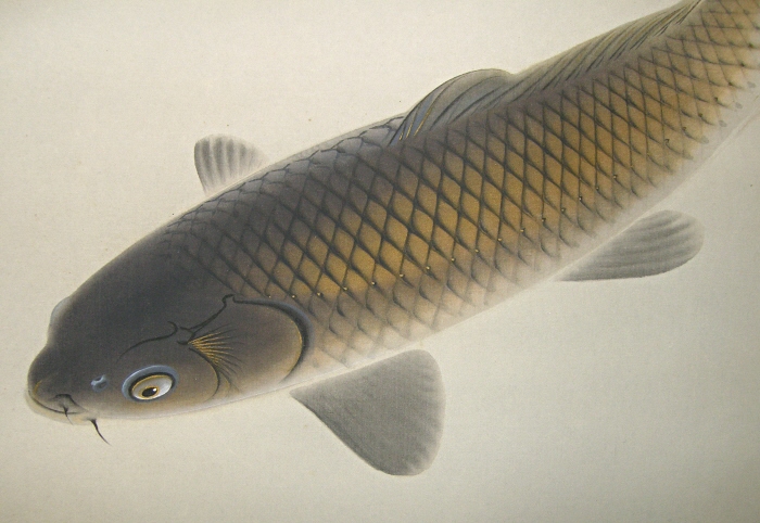 Carp Fish