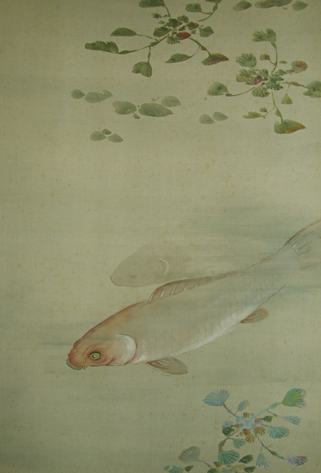 Koi Fish (Carp)