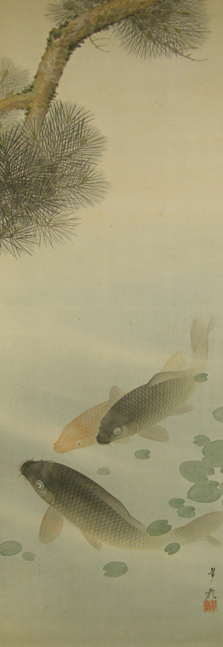 Swimming Koi Fish under Matsu Tree