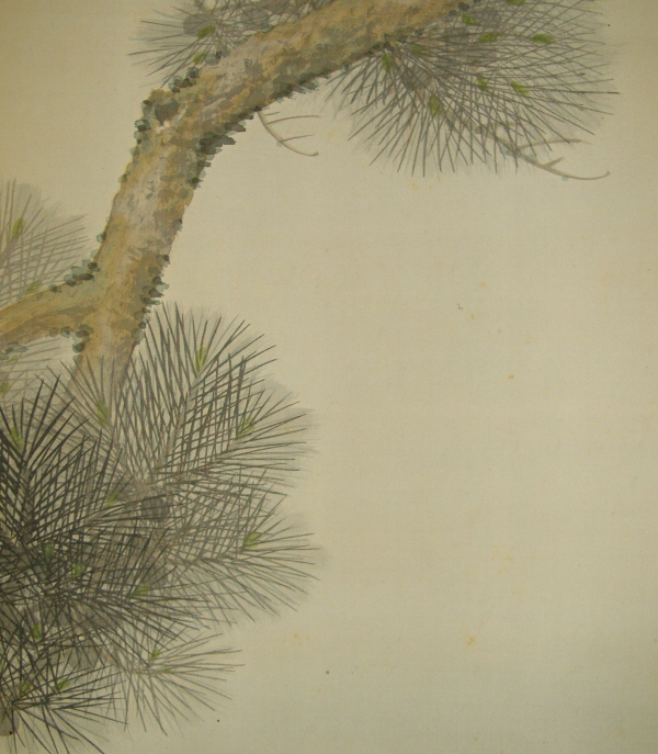 Matsu Branch (Japanese Pine Tree)