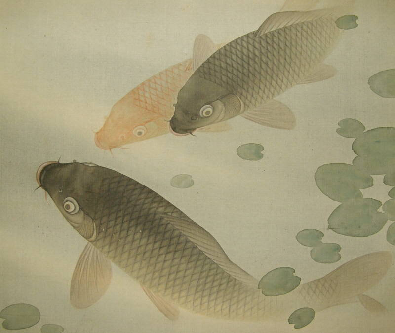 Koi Fish (Carp)