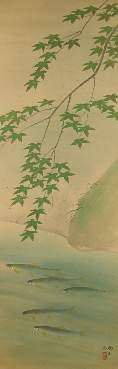 Swimming Japanese Sweetfish in a river