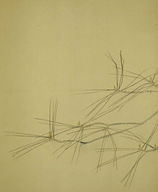 Matsu Japanese Pine Tree Leaves