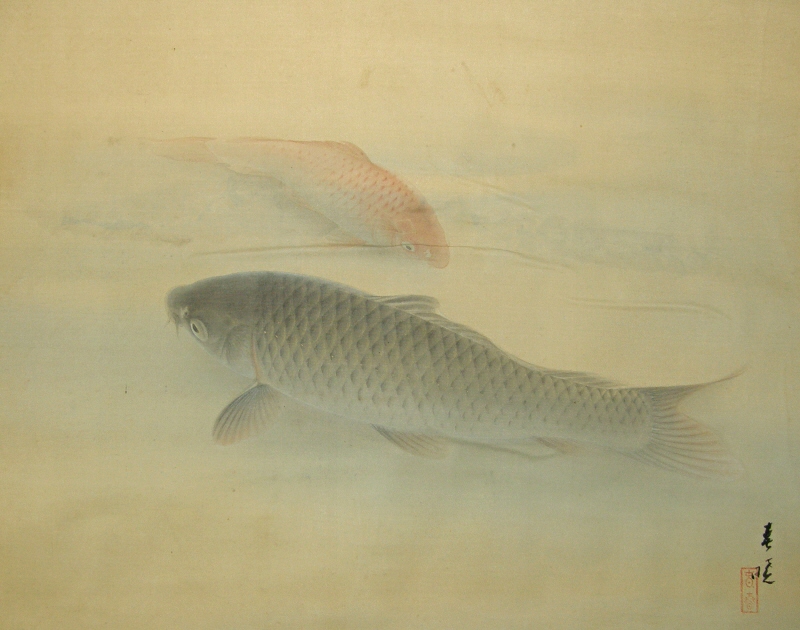 Swimming Carp (Koi Fish)