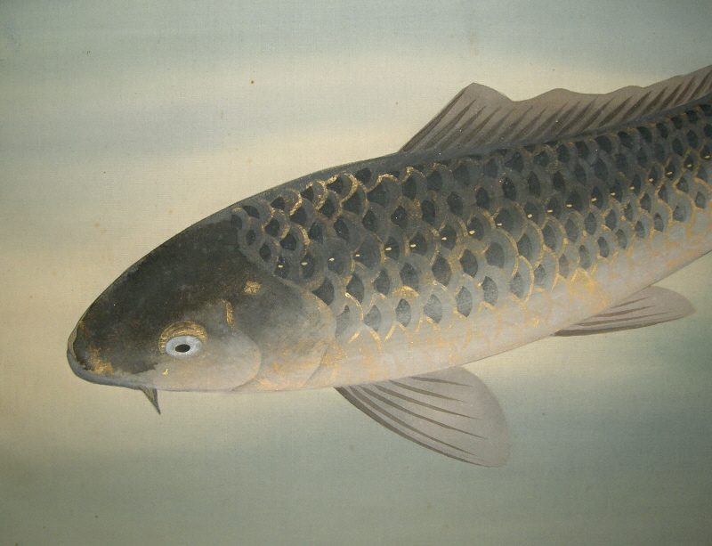 Swimming Carp