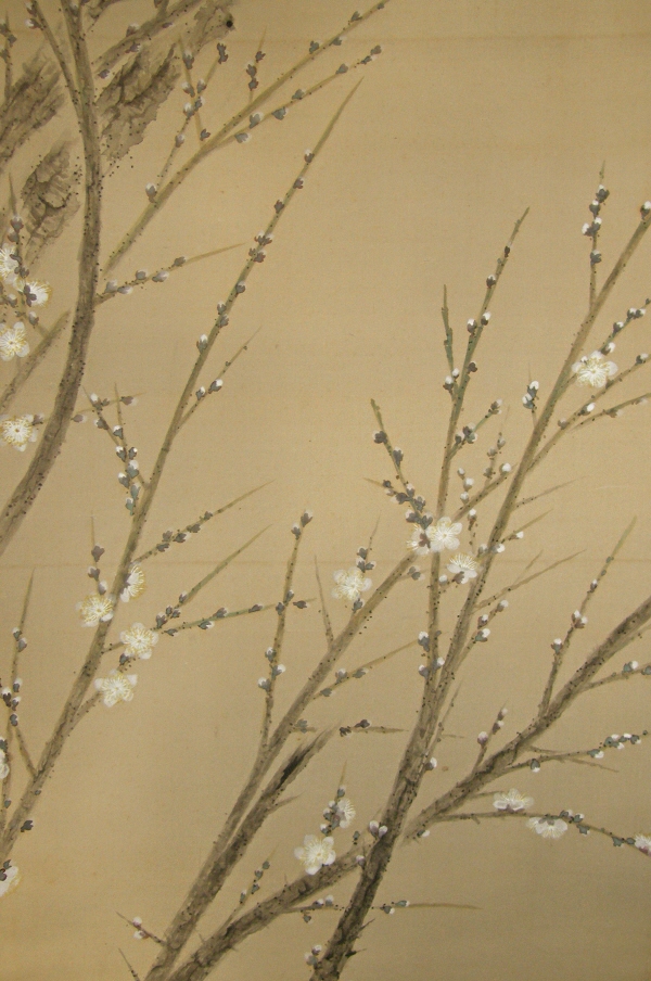 Ume (Japanese Apricot) Flowers