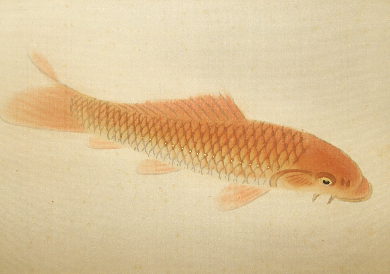 Koi Fish (Carp)