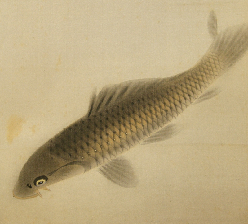 Swimming Carp Fish
