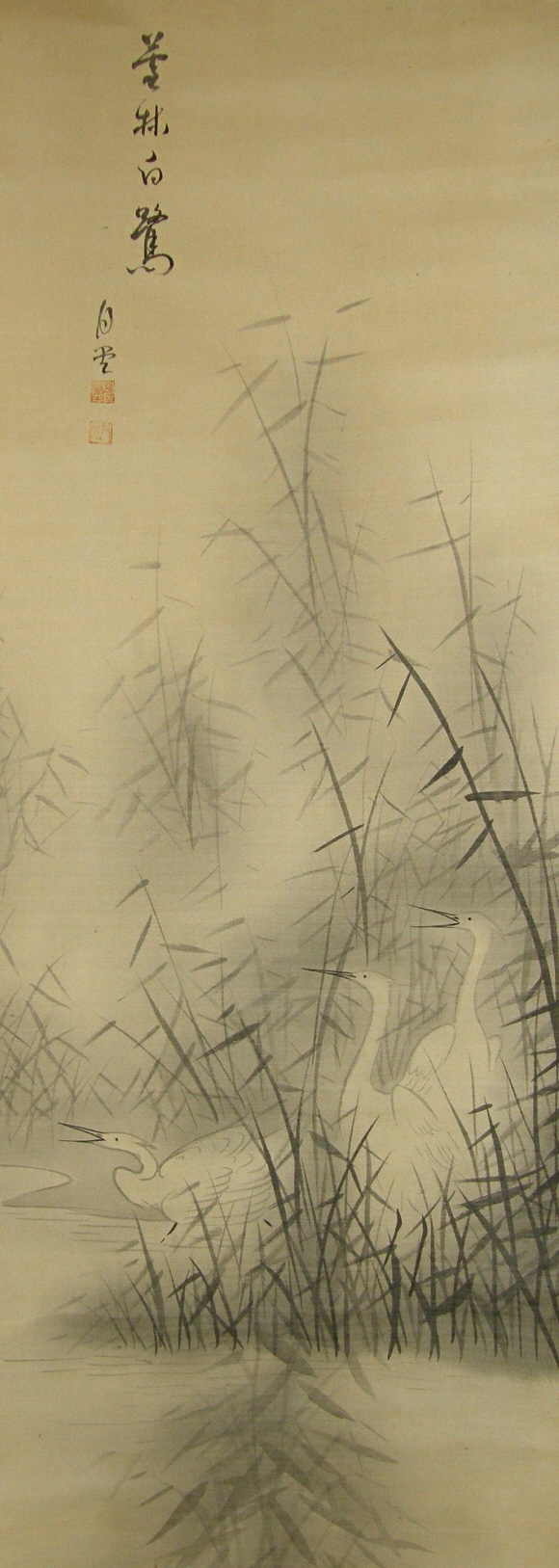 White Egrets in Reed Bed