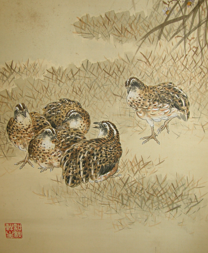 Uzura Birds (Japanese Quail)