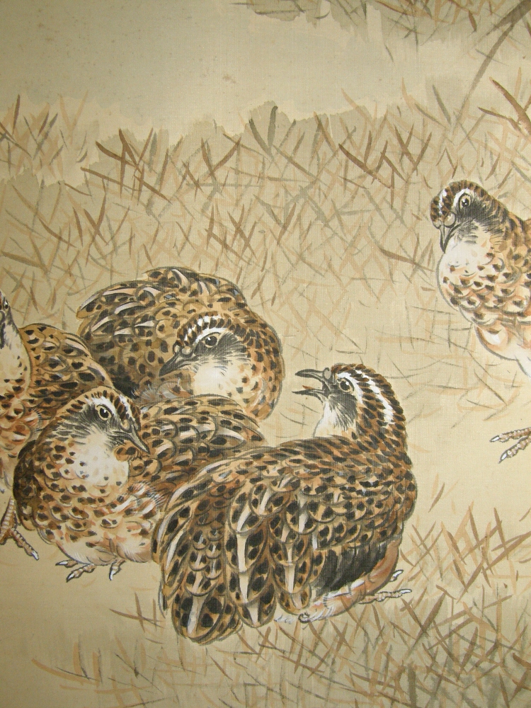 Japanese Quail Family
