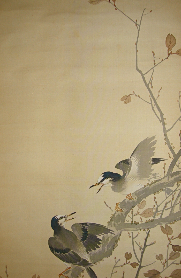 Japanese Jay Birds