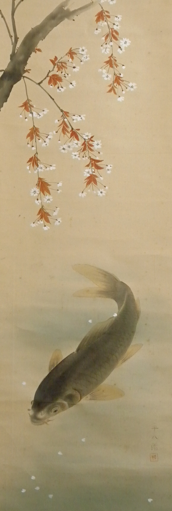 Swimming Koi Fish under Sakura Cherry Blossoms