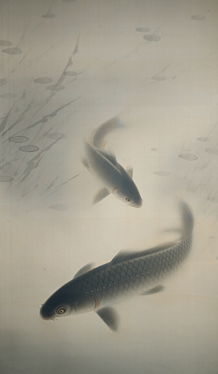 Swimming Koi Fish in a Pond