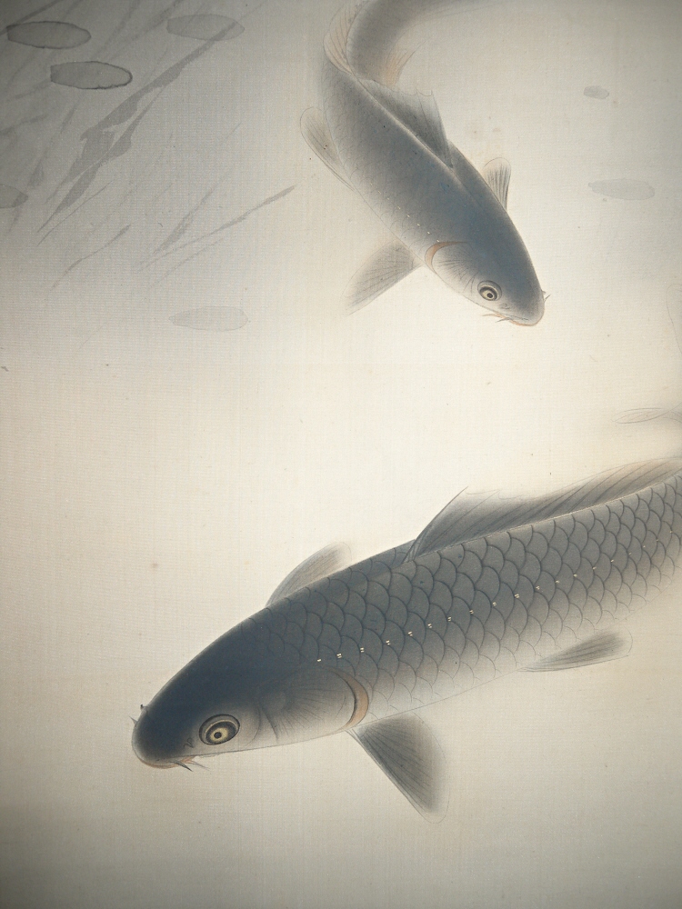 Swimming Carp