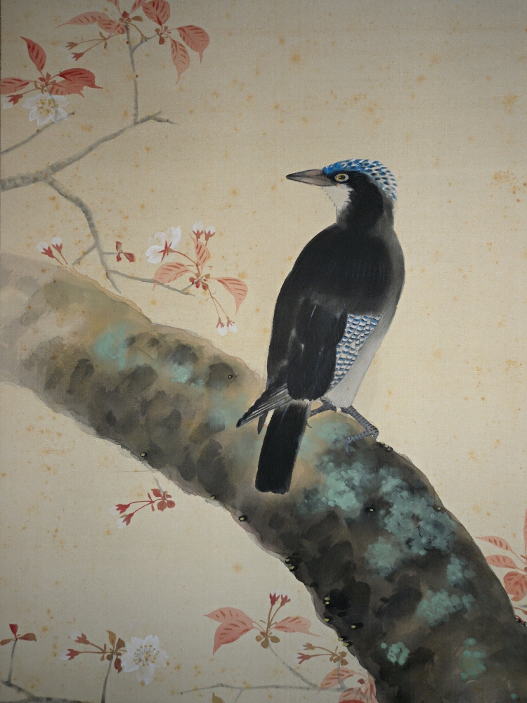 Hototogisu Bird (Japanese Little Cuckoo)